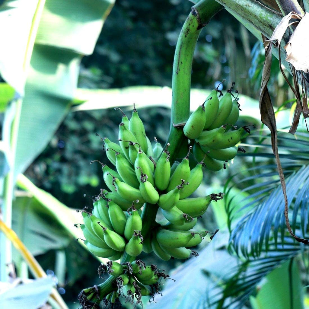 Balaji Tissue Culture Banana Plants Grand-9 (Polybag)