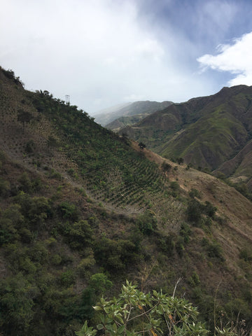Coffee trees grow on steep, green cliff sides in the Narino region of Colombia
