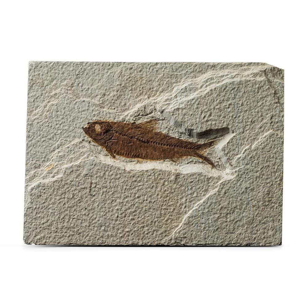 top christmas gifts for collectors 2019 fish fossil