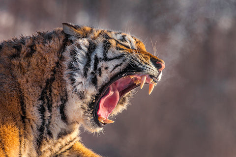 Siberian Tiger Letting You Know Who's Boss Near Hailin, Northeast China!