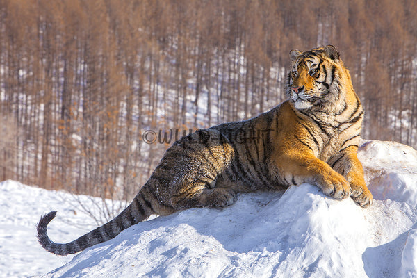 amur tiger in snow