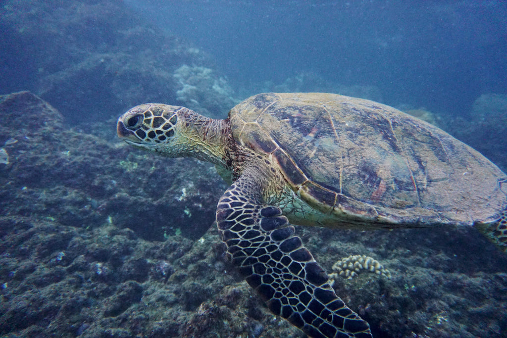 Laguna Fin Sea Turtle Underwater Photography Hawaii