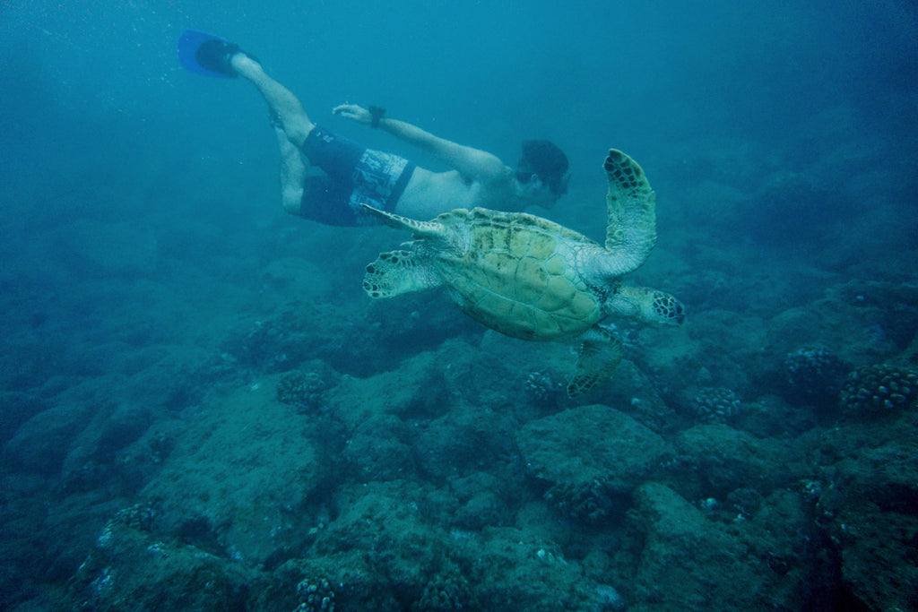 Laguna Fin Swimming With Sea Turtles Free Dive 2