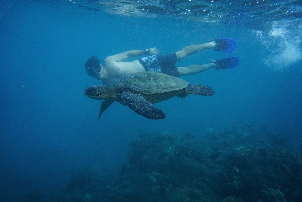 Laguna Fin Swimming With Sea Turtles Free Dive