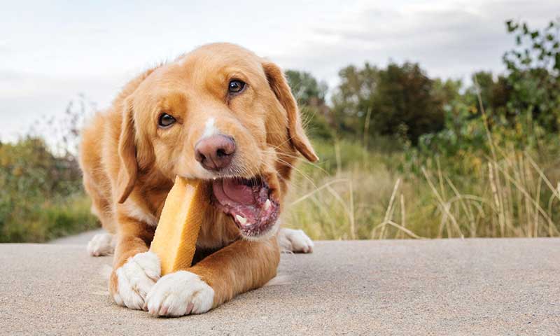 yak milk chew puppy