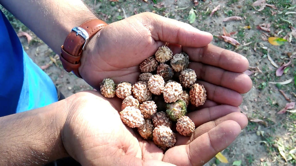 rarest Rudraksha Seeds