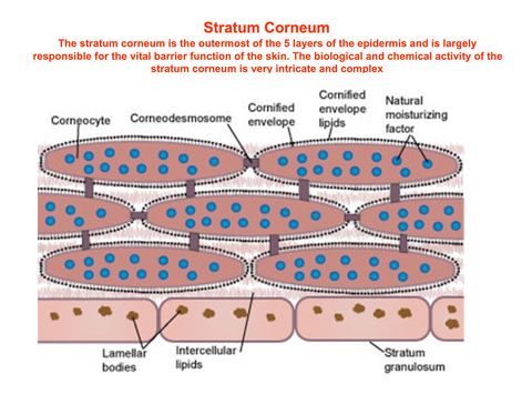 Stratum Corneum