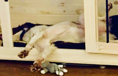 Dog sleeping in custom dog kennel furniture funny