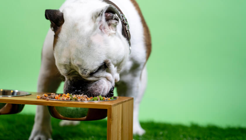 how do probiotics work for dogs