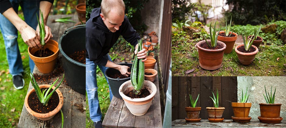 Learn to grow your very own Aloe Vera!