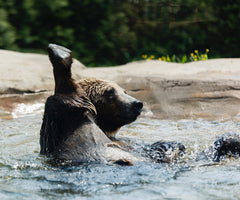 Fun with anal - a bear in water, washing its butt