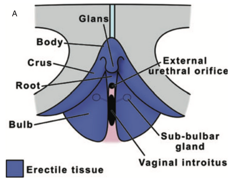 sensitive portion of the clitoris, known as the glans