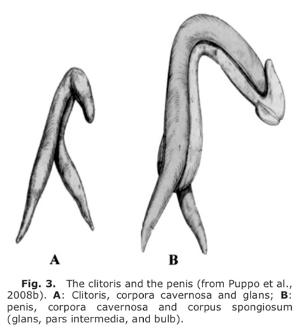 the clitoris and the penis have common embryological origins