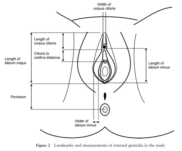 Diagram of vulva / vagina measurements and anatomy