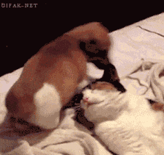 Dog and cat playing funny