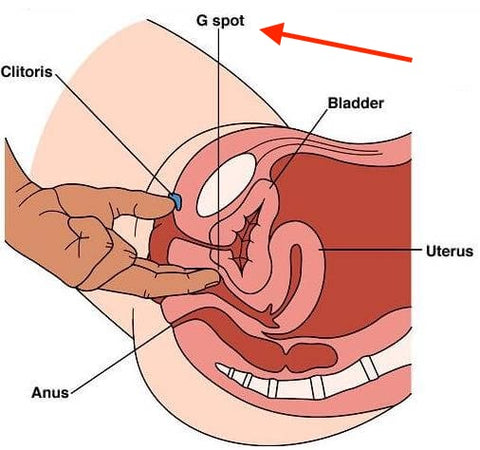 g-spot diagram - female g-spot is the female prostate (at least according to some)