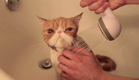 Kitty bath