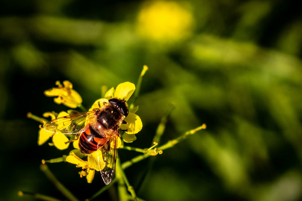 bee and flower