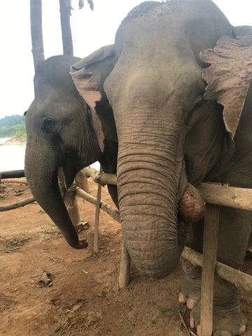 Elephants at MandaLao Conservation in Luang Prabang 