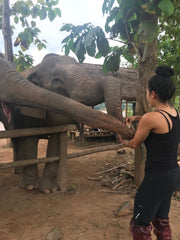 Feeding Elephants