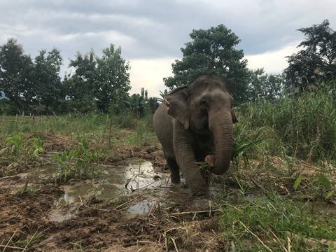 Elephants in Laos