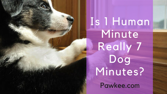 Is 1 Human Minute Really 7 Dog Minutes 