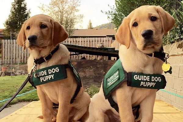 how old to get a seeing eye dog