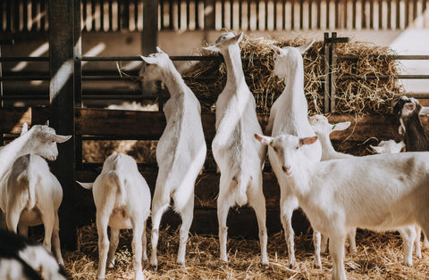 goat herd in shed
