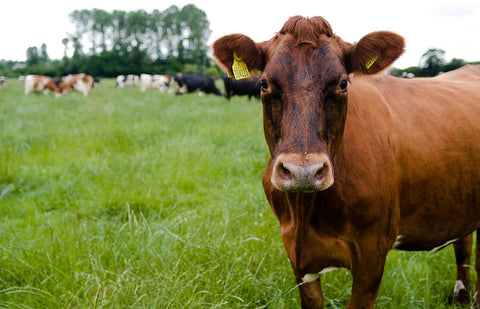 Quicke's Cow in grass field