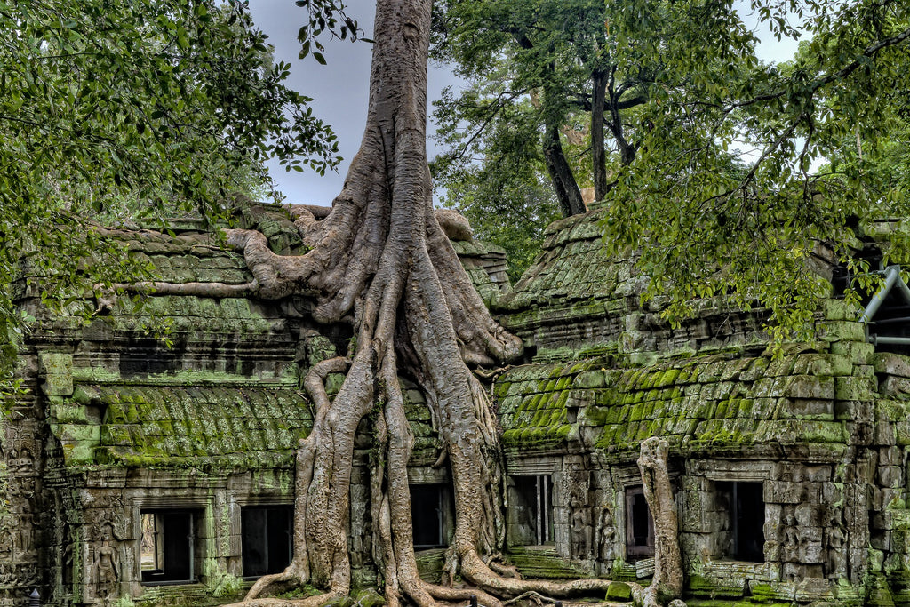 Meditation Is Not Enough To Achieve Growth - This Is Why - picture of a big tree growing over old moss-covered houses and its roots revealed