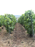 A picture of a vineyard by the Abbaye Saint-Pierre d’Hautvillers which boosts healthy, large and delightfully ripening grapes