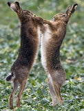 Mad March Hares in action