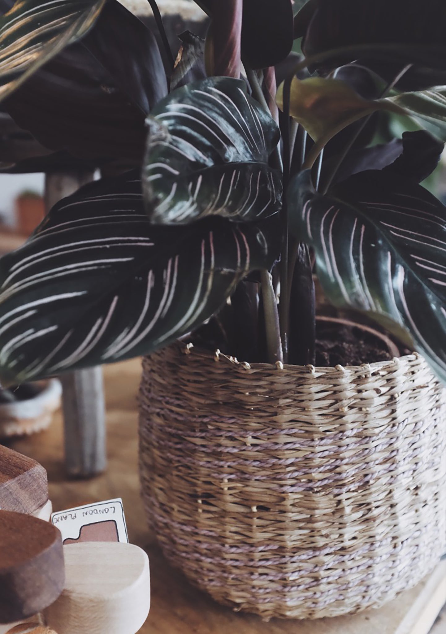 calathea-plant-care