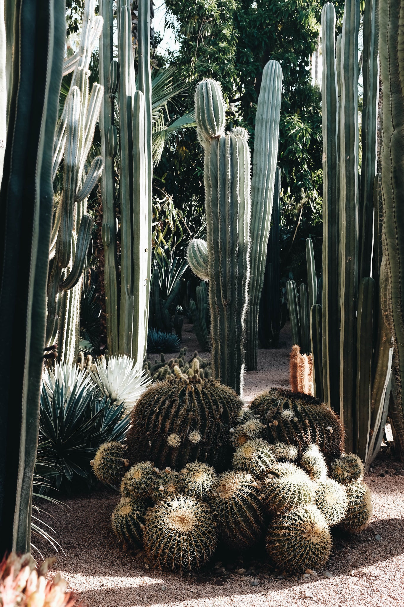 marrakech jardin majorelle