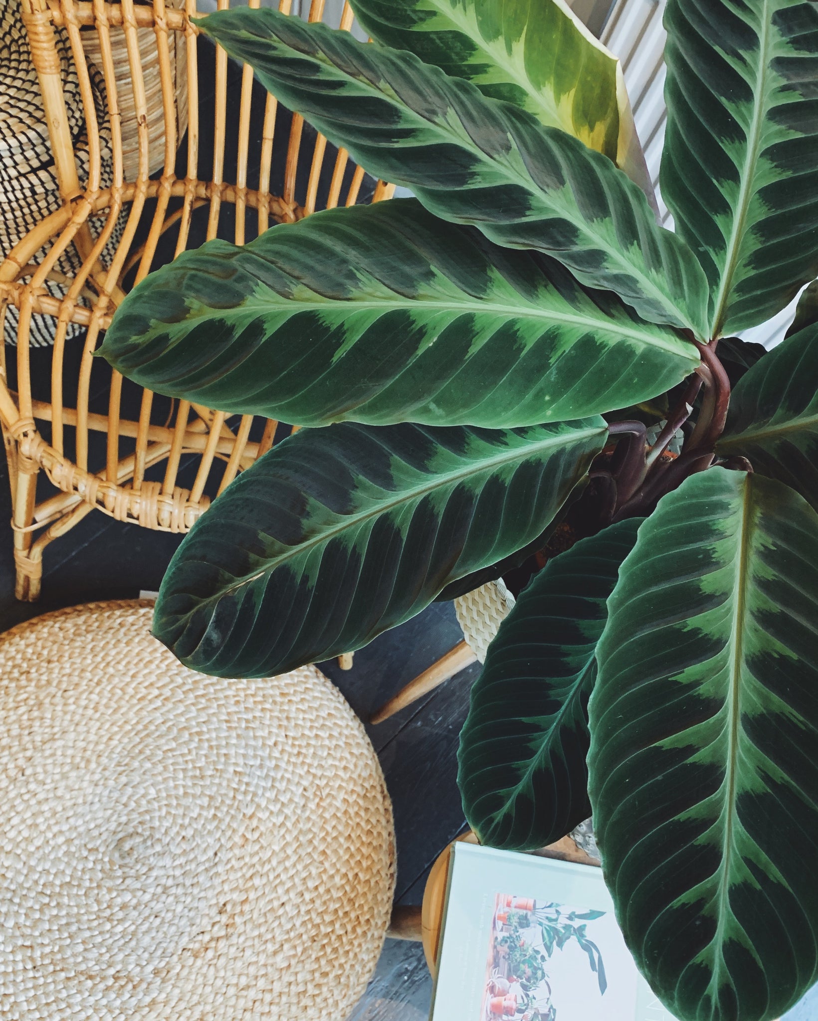 calathea plant care