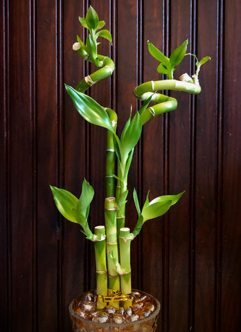 Lucky Bamboo, Feng Shui, Good Luck Symbol, The Botanical Journey