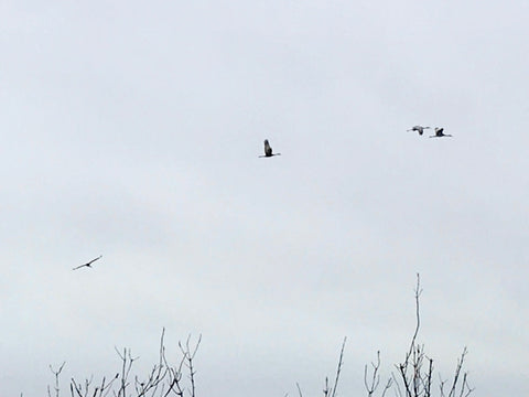 Sandhill cranes Galveston