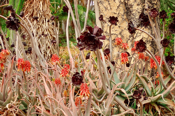 Aloe Species in bloom, The Huntington, Desert Garden, LA County, Succulents, The Botanical Journey