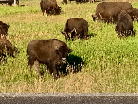 Bison, Buffalo at Yellowstone National Parks