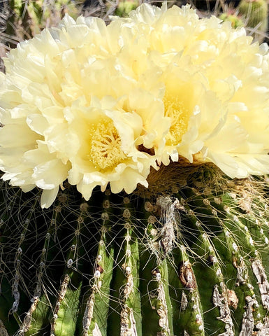 Blooming Ferocactus, Cactus King, Barrel Cactus, The Botanical Journey