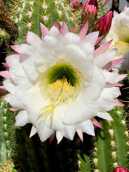 Blooming Trichocereus, Big Bertha, Cactus King, Cactus Bloom, The Botanical Journey