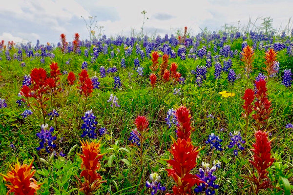 Bluebonnets, Indian Paintbrushes, Texas Wildflowers, Roadside wildflowers, The Botanical Journey