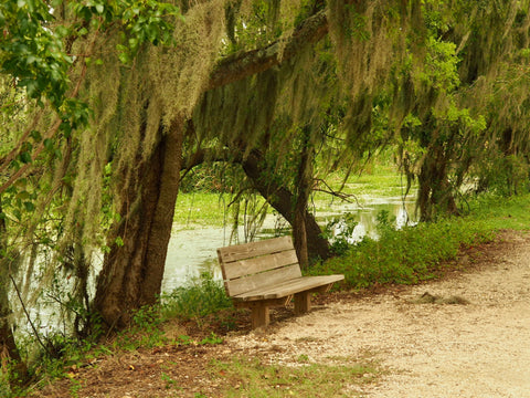 Brazos Bend State Park, The Botanical Journey