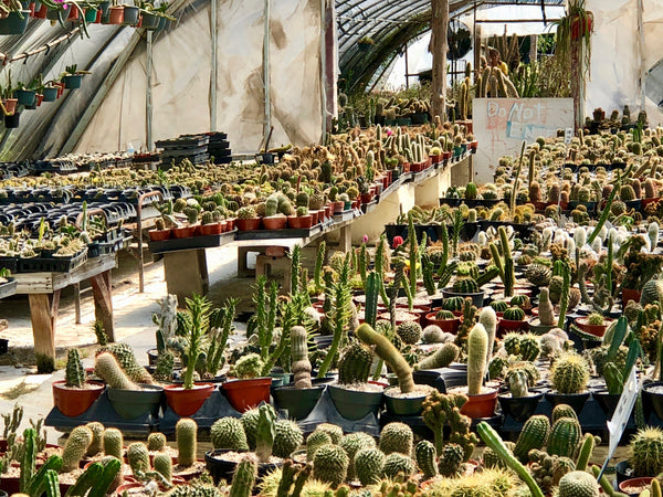 Cactus King, Cactus, The Botanical Journey