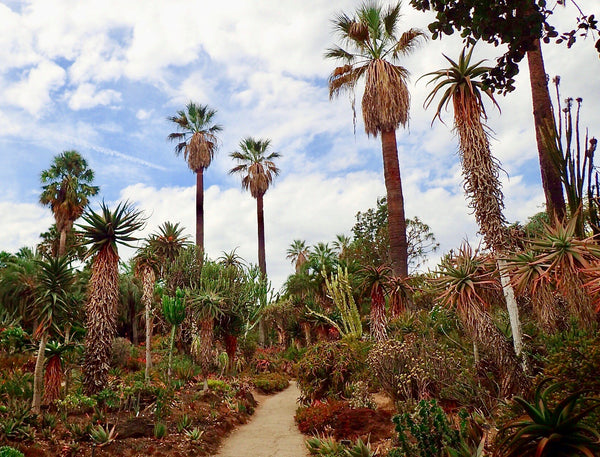 Desert Garden of The Huntington, The Botanical Journey