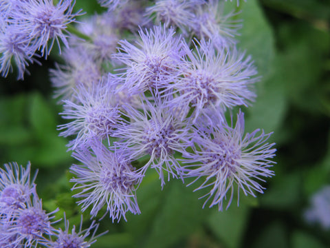 native mist flower, butterfly plant, butterfly migration, monarch favorite flower, fall flower, monarch butterfly plant, Eupatorium coelestinum, By KENPEI - Own work, CC BY 3.0, https://commons.wikimedia.org/w/index.php?curid=11398923