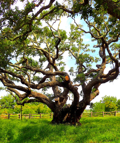 The Big Tree is a coastal live oak, Quercus virginiana, Goose Island Oak Tree, The Botanical Journey