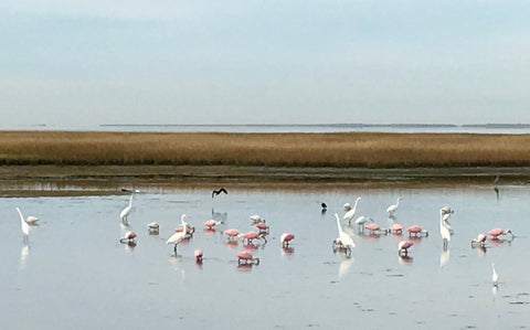 Christmas Bird Count, 118 CBC, The Botanical Journey, Galveston Birds, Galveston Migration path