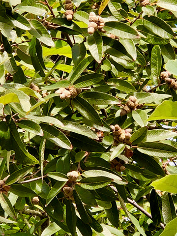 Mexican White Oak, Oak & Acorns, Oak Tree, Mast, Masting, Mast Year, The Botanical Journey