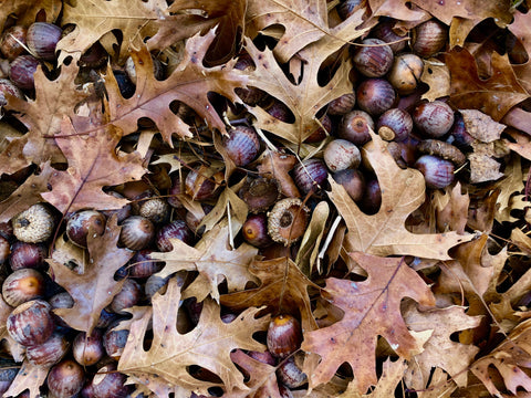 Oaks & Acorns, Mast Year, Oak Nuts, The Botanical Journey